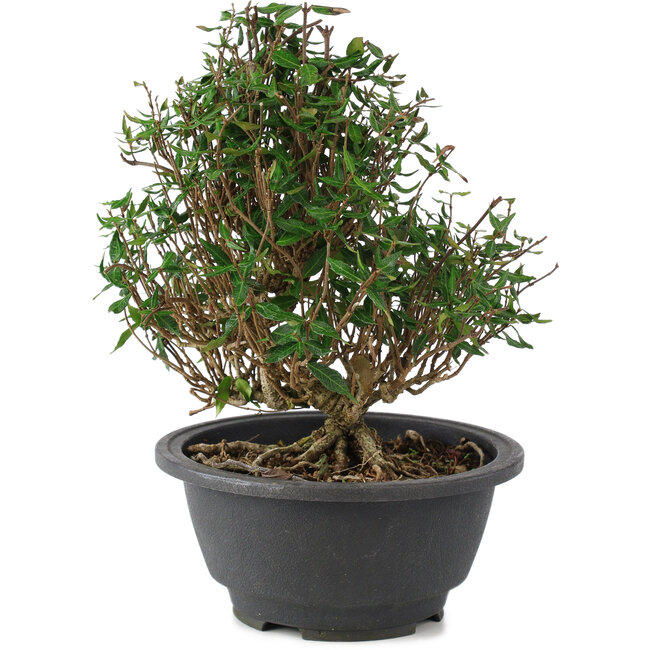 Trachelospermum asiaticum, 18 cm, ± 15 ans