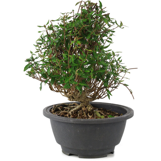 Trachelospermum asiaticum, 18 cm, ± 15 Jahre alt