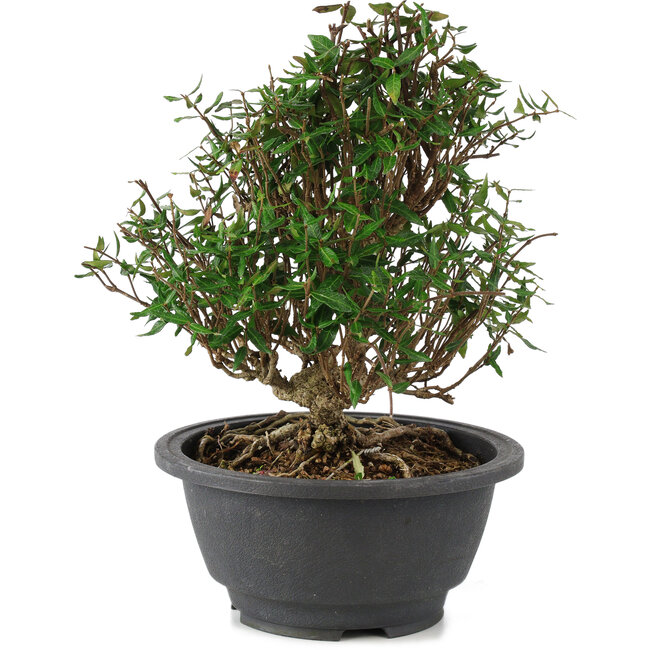 Trachelospermum asiaticum, 18 cm, ± 15 jaar oud