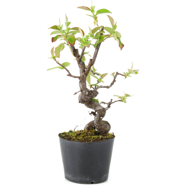 Pseudocydonia sinensis, 20 cm, ± 9 anni