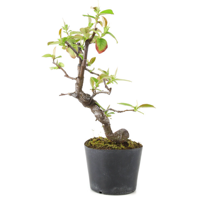 Pseudocydonia sinensis, 20 cm, ± 9 Jahre alt