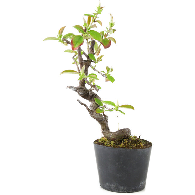 Pseudocydonia sinensis, 20 cm, ± 9 ans