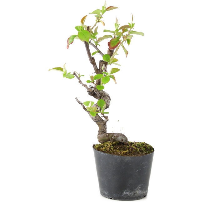 Pseudocydonia sinensis, 20 cm, ± 9 ans