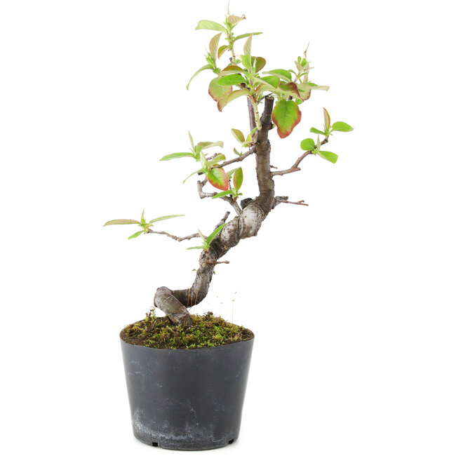 Pseudocydonia sinensis, 20 cm, ± 9 jaar oud