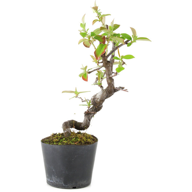 Pseudocydonia sinensis, 20 cm, ± 9 anni