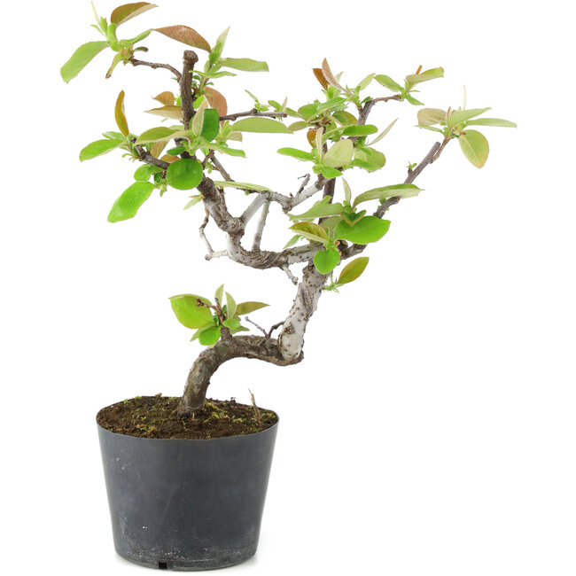 Pseudocydonia sinensis, 20 cm, ± 9 años