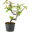 Pseudocydonia sinensis, 20 cm, ± 9 jaar oud