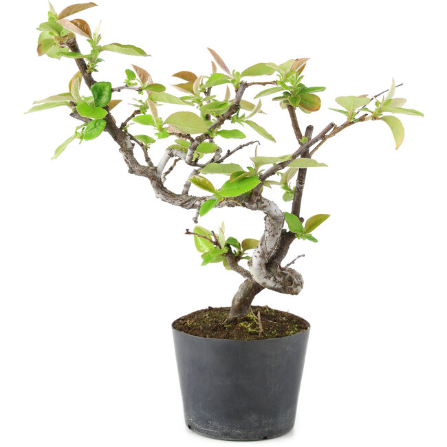 Pseudocydonia sinensis, 20 cm, ± 9 anni