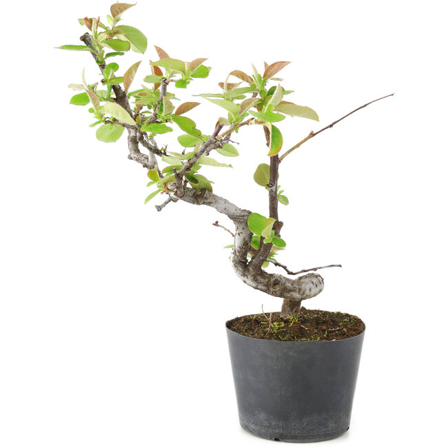 Pseudocydonia sinensis, 20 cm, ± 9 ans