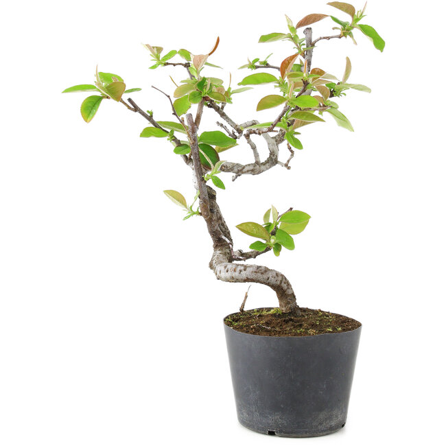 Pseudocydonia sinensis, 20 cm, ± 9 jaar oud