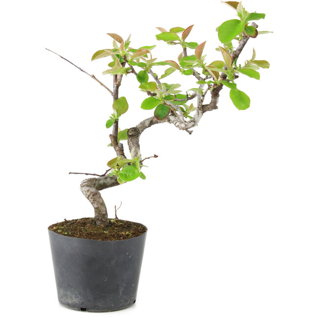 Pseudocydonia sinensis, 20 cm, ± 9 anni