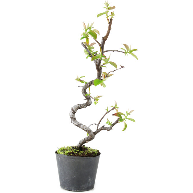 Pseudocydonia sinensis, 20 cm, ± 9 Jahre alt