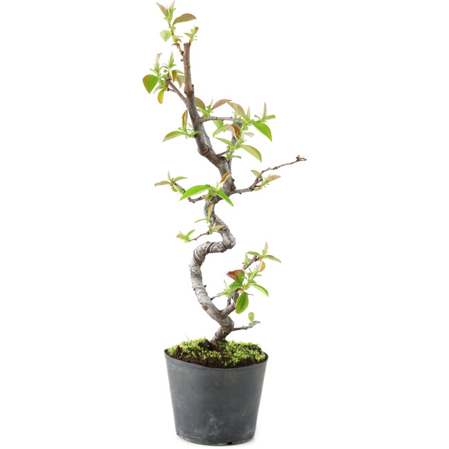 Pseudocydonia sinensis, 20 cm, ± 9 jaar oud