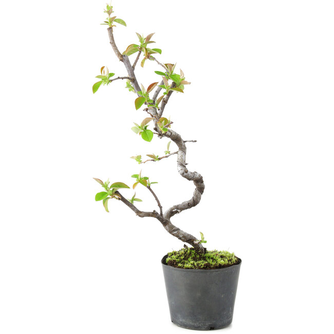 Pseudocydonia sinensis, 20 cm, ± 9 ans