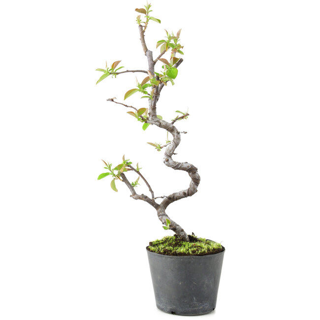 Pseudocydonia sinensis, 20 cm, ± 9 jaar oud