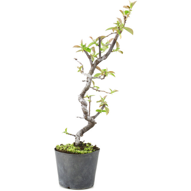 Pseudocydonia sinensis, 20 cm, ± 9 años