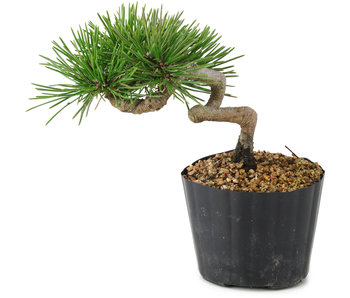 Pinus thunbergii, 13 cm, ± 8 years old