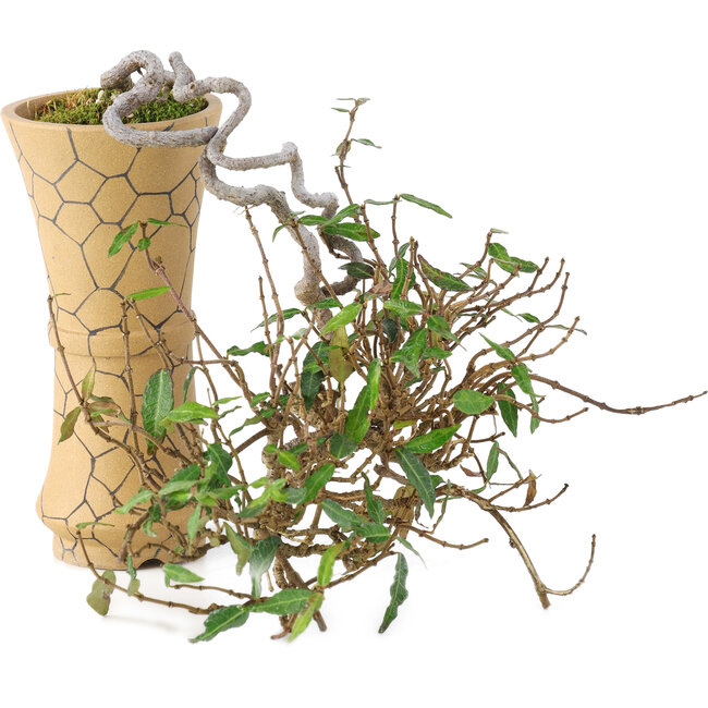 Trachelospermum asiaticum, 15 cm, ± 10 years old