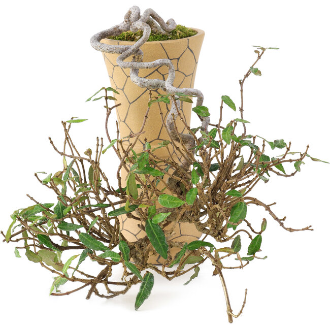 Trachelospermum asiaticum, 15 cm, ± 10 años