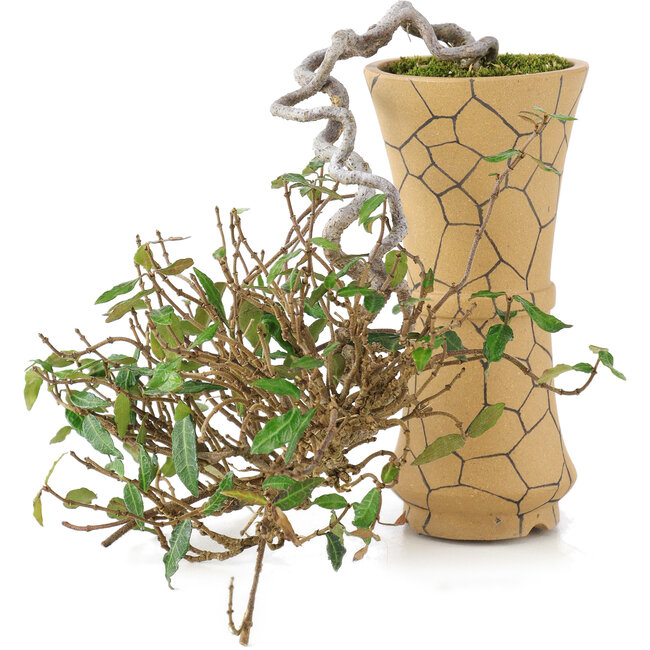 Trachelospermum asiaticum, 15 cm, ± 10 Jahre alt