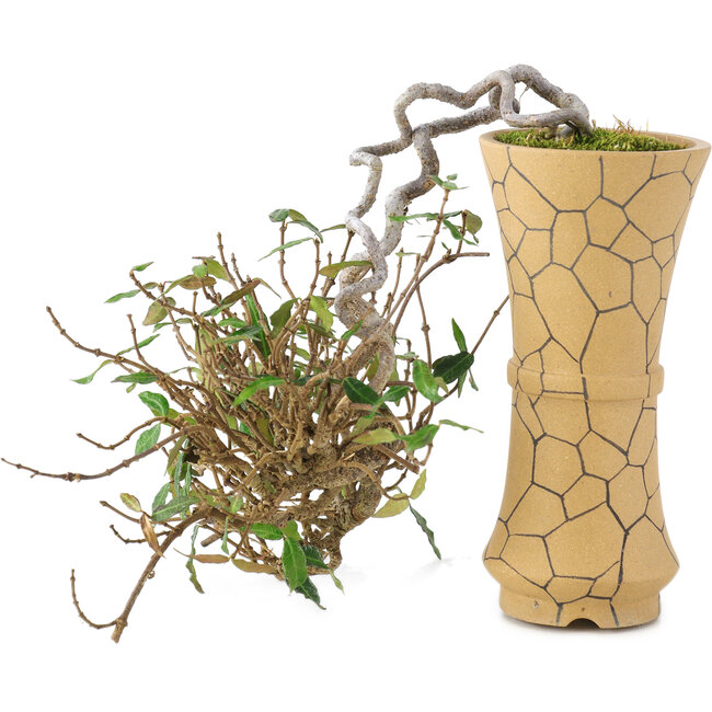 Trachelospermum asiaticum, 15 cm, ± 10 ans