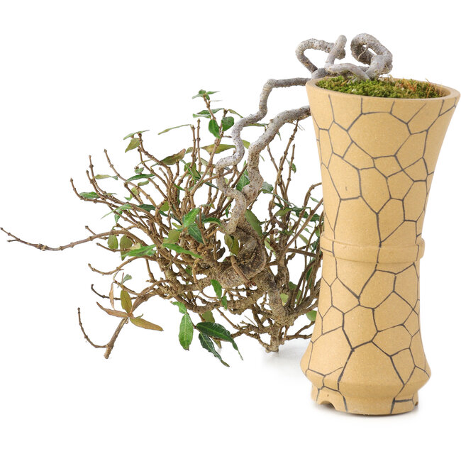 Trachelospermum asiaticum, 15 cm, ± 10 años