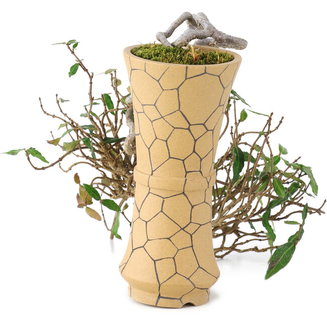 Trachelospermum asiaticum, 15 cm, ± 10 años