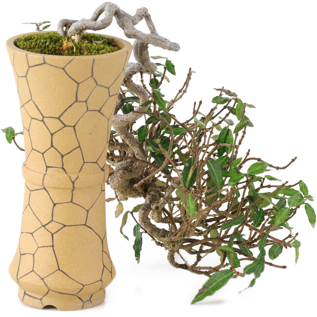 Trachelospermum asiaticum, 15 cm, ± 10 Jahre alt