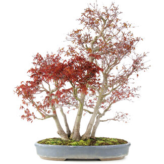 Acer palmatum, 68 cm, ± 25 jaar oud