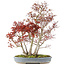 Acer palmatum, 68 cm, ± 25 jaar oud, met een nebari van 17 cm