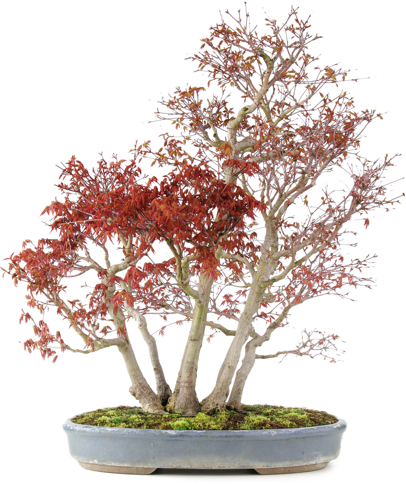 Acer palmatum, 68 cm,  25 Jahre alt, mit einem Nebari von 17 cm - Bonsai  Plaza
