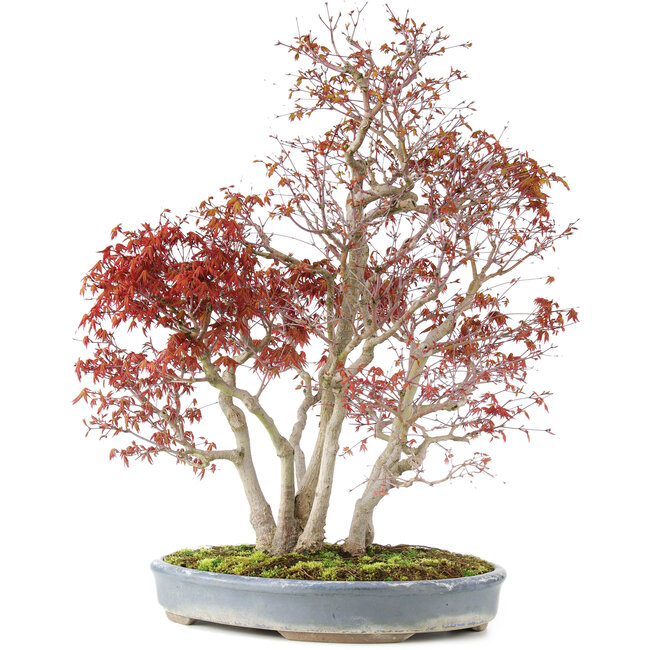 Acer palmatum, 68 cm, ± 25 anni, con un nebari di 17 cm