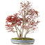 Acer palmatum, 68 cm, ± 25 años, con nebari de 17 cm
