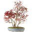 Acer palmatum, 68 cm, ± 25 Jahre alt, mit einem Nebari von 17 cm