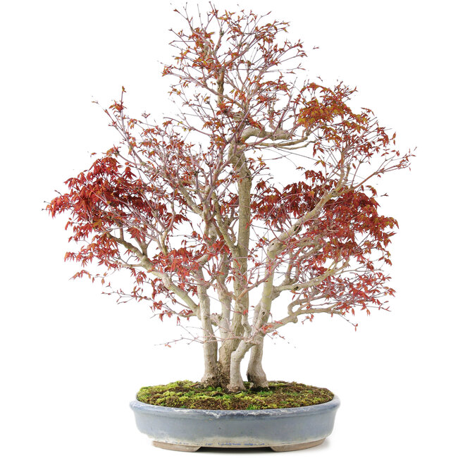 Acer palmatum, 68 cm, ± 25 jaar oud, met een nebari van 17 cm