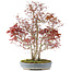 Acer palmatum, 68 cm, ± 25 jaar oud, met een nebari van 17 cm