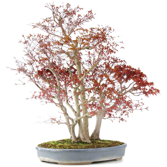 Acer palmatum, 68 cm, ± 25 ans, avec un nebari de 17 cm