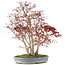 Acer palmatum, 68 cm, ± 25 anni, con un nebari di 17 cm