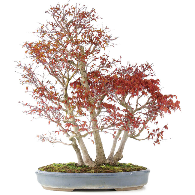 Acer palmatum, 68 cm, ± 25 Jahre alt, mit einem Nebari von 17 cm