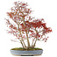 Acer palmatum, 68 cm, ± 25 años, con nebari de 17 cm