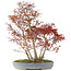 Acer palmatum, 68 cm, ± 25 jaar oud, met een nebari van 17 cm