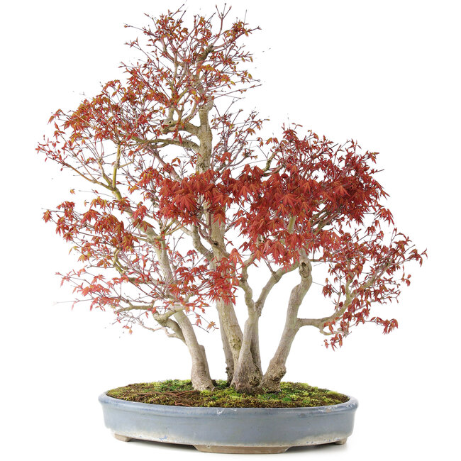 Acer palmatum, 68 cm, ± 25 años, con nebari de 17 cm