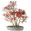 Acer palmatum, 68 cm, ± 25 anni, con un nebari di 17 cm