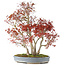 Acer palmatum, 68 cm, ± 25 jaar oud, met een nebari van 17 cm