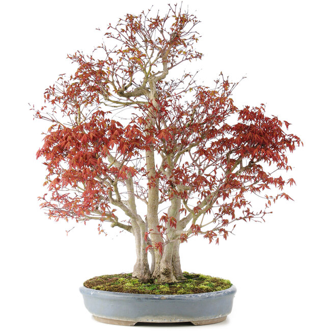 Acer palmatum, 68 cm, ± 25 anni, con un nebari di 17 cm