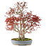 Acer palmatum, 68 cm, ± 25 anni, con un nebari di 17 cm