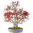 Acer palmatum, 68 cm, ± 25 Jahre alt, mit einem Nebari von 17 cm