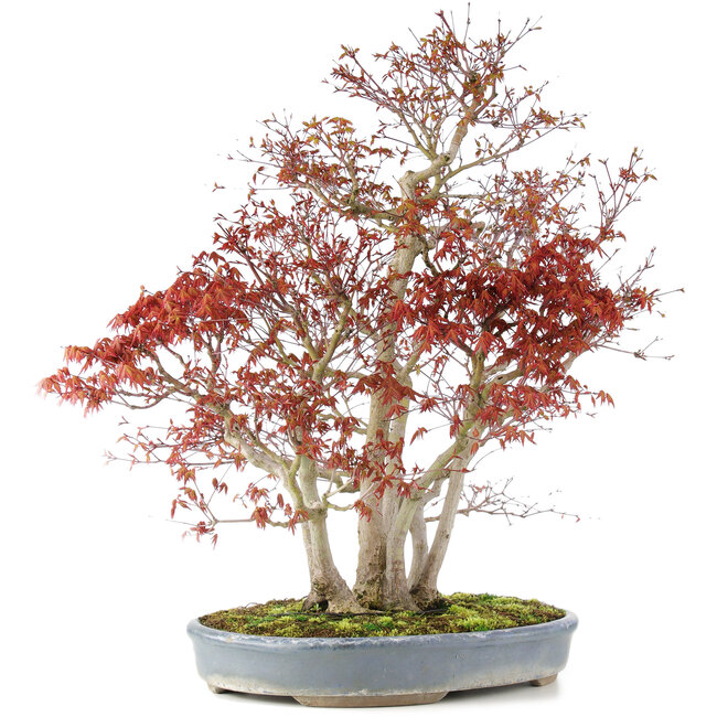 Acer palmatum, 68 cm, ± 25 ans, avec un nebari de 17 cm