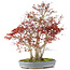 Acer palmatum, 68 cm, ± 25 anni, con un nebari di 17 cm