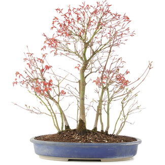 Acer palmatum, 45 cm, ± 12 jaar oud